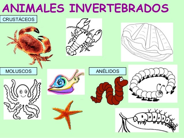 Animales invertebrados: ejemplos y caractersticas - con fotos 67 Animales invertebrados: ejemplos y caractersticas - con fotos 66